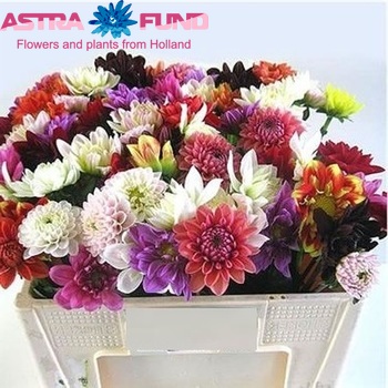Dahlia gemengd in fust φωτογραφία