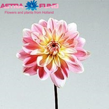 Dahlia 'Gerrie Hoek' φωτογραφία