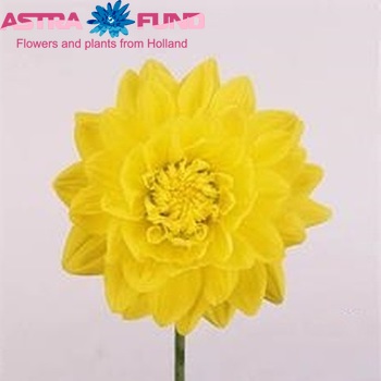 Dahlia 'Glorie van Heemstede' φωτογραφία