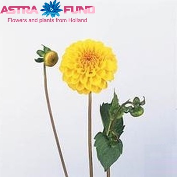 Dahlia 'Golden Scepter' φωτογραφία