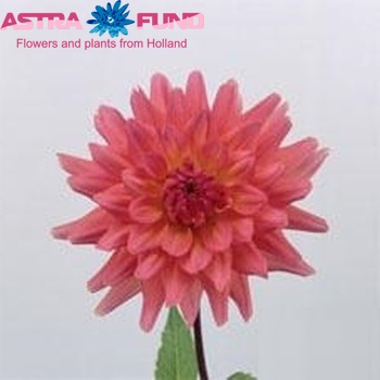 Dahlia 'Graaf Floris' fotó