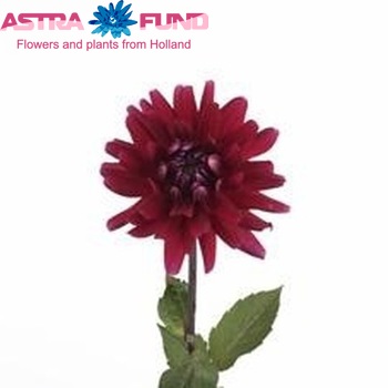 Dahlia 'Hot Shot' fotó
