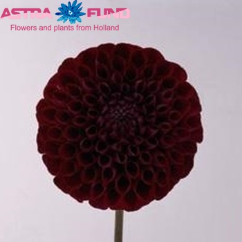 Dahlia 'Ivannetti' fotó