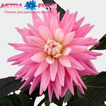 Dahlia 'Karma Amanda' fotó