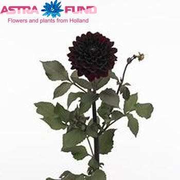 Dahlia 'Karma Choc' fotó