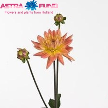 Dahlia 'Karma Corona' φωτογραφία