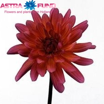 Dahlia 'Karma Fuchsiana' φωτογραφία