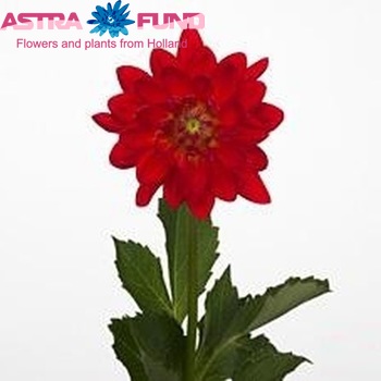 Dahlia 'Karma Irene' φωτογραφία