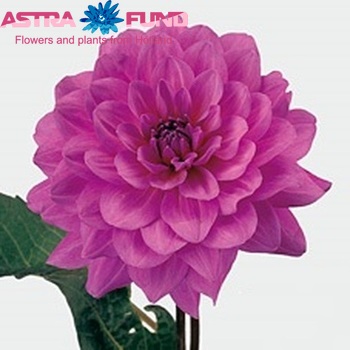 Dahlia 'Karma Lagoon' φωτογραφία