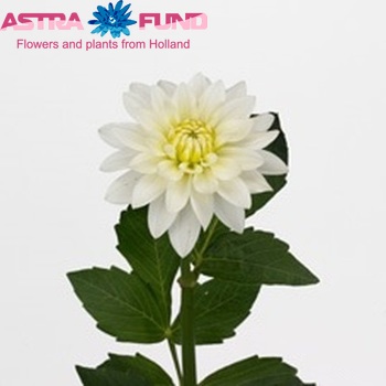 Dahlia 'Karma Maarten Zwaan' φωτογραφία