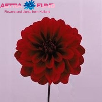 Dahlia 'Karma Naomi' φωτογραφία