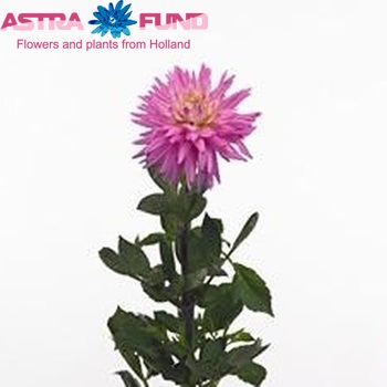 Dahlia 'Karma Pink Corona' φωτογραφία