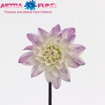 Dahlia 'Karma Prospero' φωτογραφία