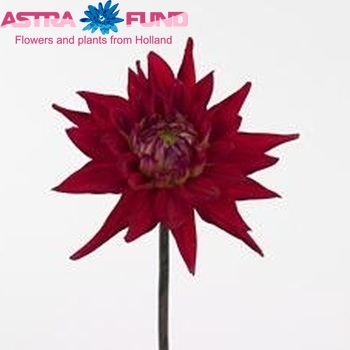 Dahlia 'Karma Red Corona' φωτογραφία