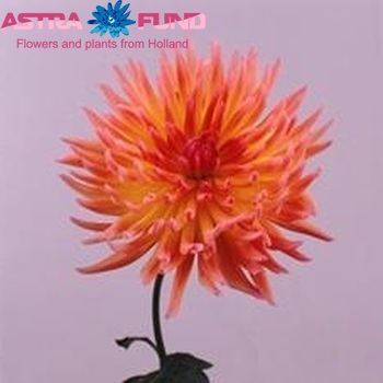 Dahlia 'Karma Sangria' φωτογραφία