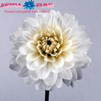 Dahlia 'Karma Serena' φωτογραφία