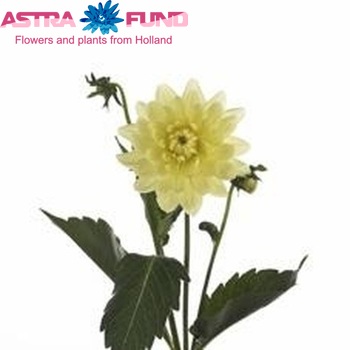 Dahlia 'Karma Ventura' φωτογραφία