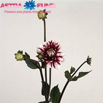 Dahlia 'Karma Yin Yang' fotó