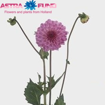 Dahlia 'Lenny's Dream' fotó