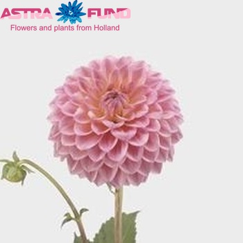 Dahlia 'Linda's Baby' fotó