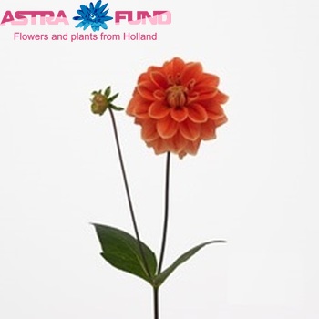 Dahlia 'Maaike' fotó