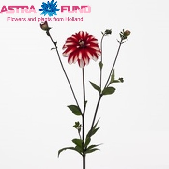 Dahlia 'Mariska' fotó