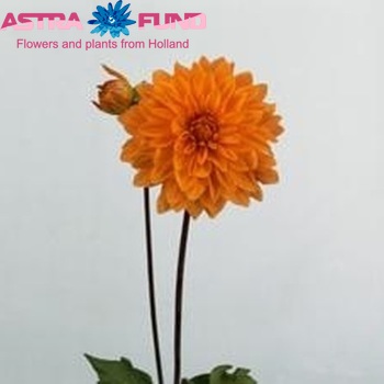 Dahlia 'Market Joy' fotó