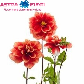 Dahlia 'Mikado' fotó