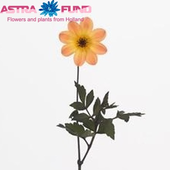 Dahlia Miscellaneous Grp 'Amber Quartz' fotó