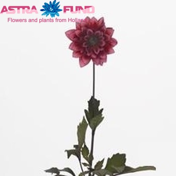 Dahlia Miscellaneous Grp 'Darkarin' φωτογραφία