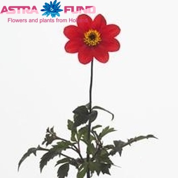 Dahlia Miscellaneous Grp 'Garnet Quartz' φωτογραφία