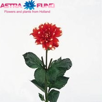 Dahlia 'Nagano' φωτογραφία