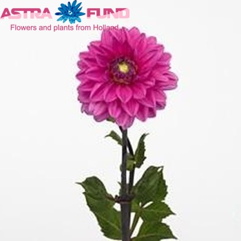 Dahlia 'Nashville' φωτογραφία