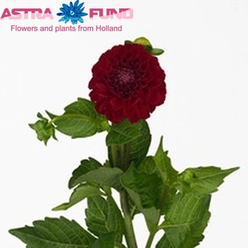 Dahlia 'Nescio' φωτογραφία