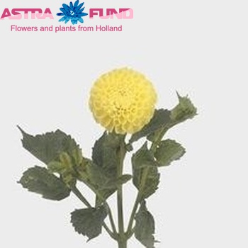Dahlia 'Nettie' φωτογραφία