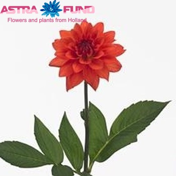 Dahlia 'New Orange' φωτογραφία