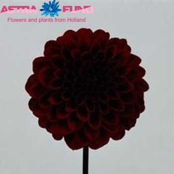 Dahlia 'Night Queen' φωτογραφία