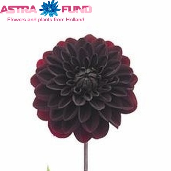 Dahlia 'Night Rider' φωτογραφία