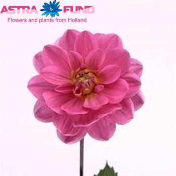 Dahlia 'Onesta' φωτογραφία
