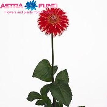 Dahlia 'Picara' φωτογραφία