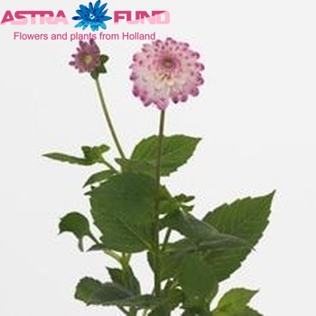 Dahlia Pompon Grp 'Pink Isa' φωτογραφία