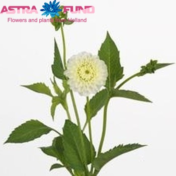 Dahlia Pompon Grp 'White Aster' φωτογραφία