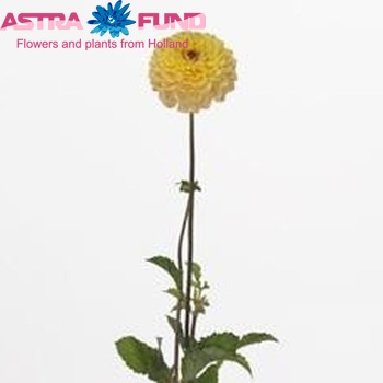 Dahlia Pompon Grp 'Yellow Jill' φωτογραφία