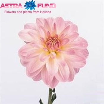 Dahlia 'Pretty Lady' φωτογραφία