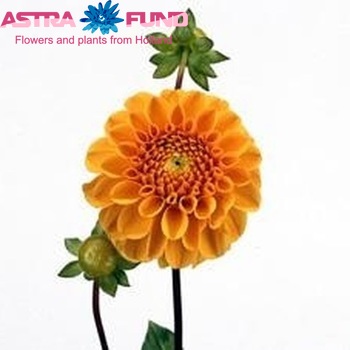 Dahlia 'Ralphie' φωτογραφία