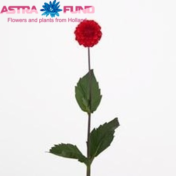 Dahlia 'Red Cap' φωτογραφία
