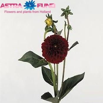 Dahlia 'Red Fox' φωτογραφία
