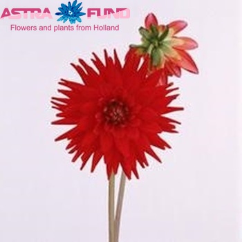 Dahlia 'Red Majoret' φωτογραφία