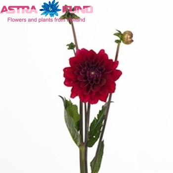 Dahlia 'Red Runner' φωτογραφία