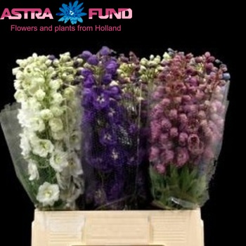 Delphinium ajacis gemengd photo